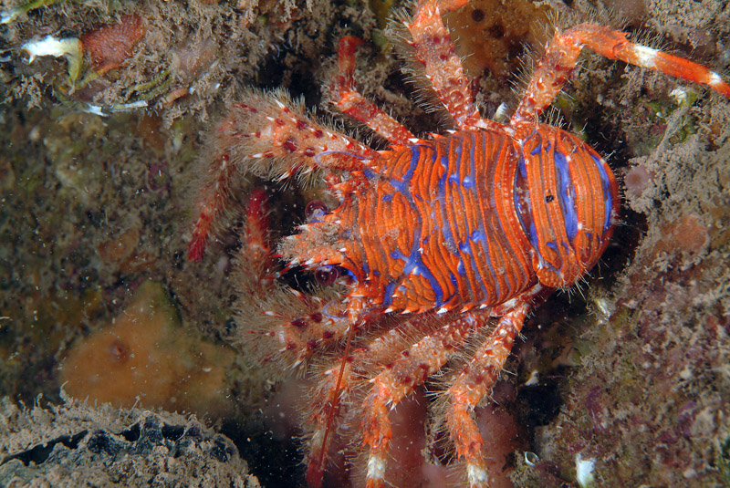 Galathea strigosa